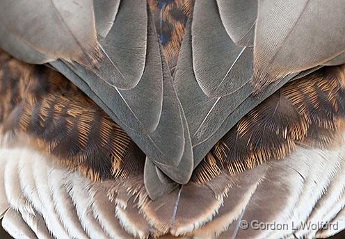 Duck Feathers_28332.jpg - Photographed at Ottawa, Ontario, Canada.